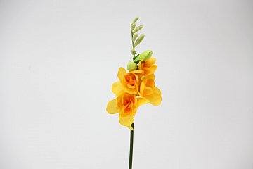 Фрезия